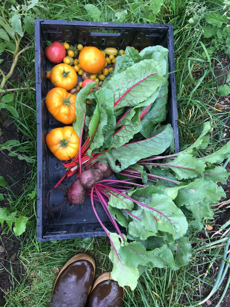 A black harvest bin sitting in the grass between rows at one of our senior gardens. It is filled with a harvest of beets, vibrant red stemmed swiss chard, four large orange heirloom tomatoes, several small yellow grape tomatoes, and two medium red tomatoes. The garden leader’s brown rubber boots are peeking in at the bottom of the image.