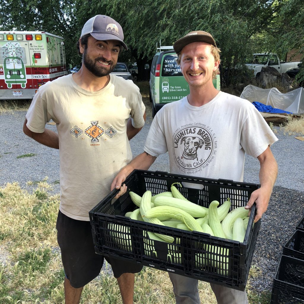 Cucumbers from SFI