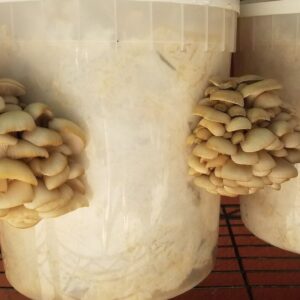 mushrooms by fungal focus