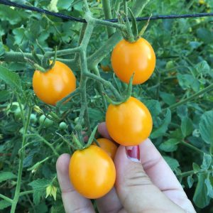 tiny tomatoes