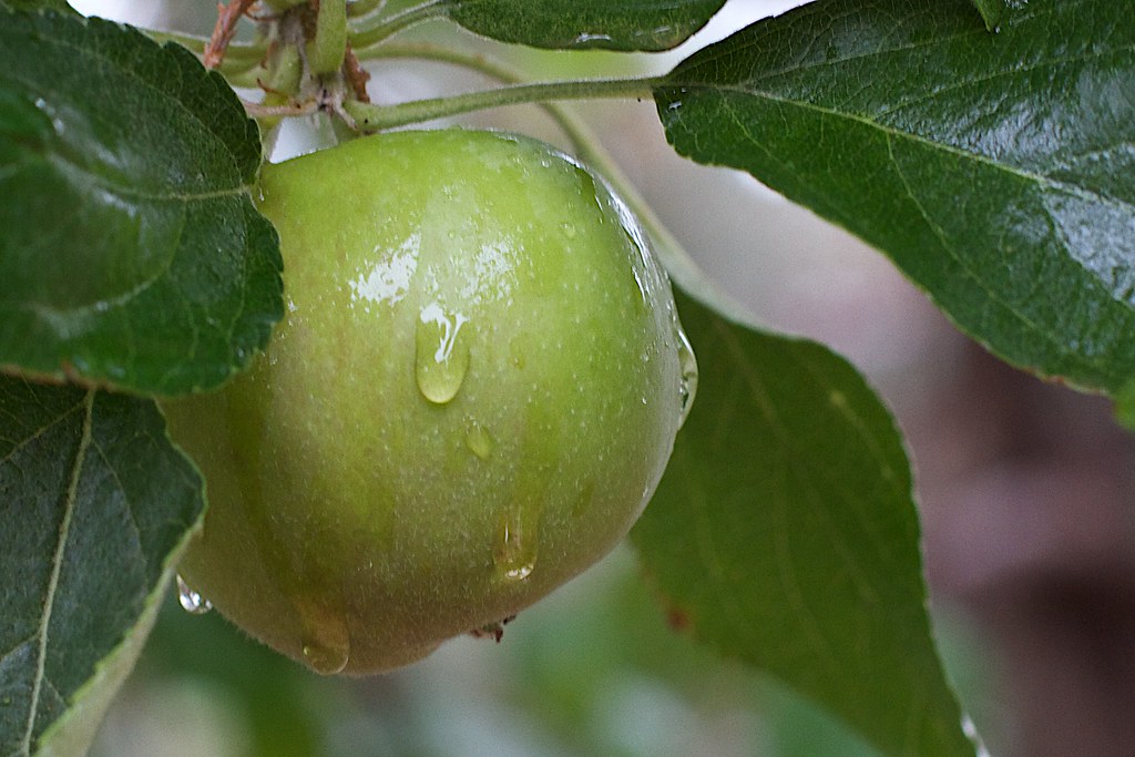 A Guide to Apples and How to Enjoy Them