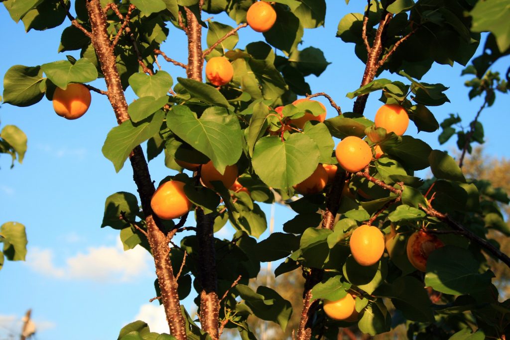 Apricot Fruit Guide  The Green Urban Lunch Box