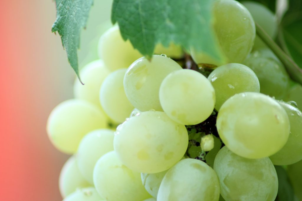 Comfort, hotness, and picking out grapes go hand-in-hand when you're w