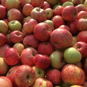 B-Grade Apples - 1 Bushel