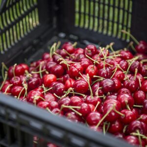 Cherry Harvest