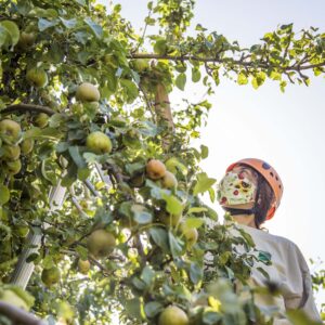 Maile harvest pears