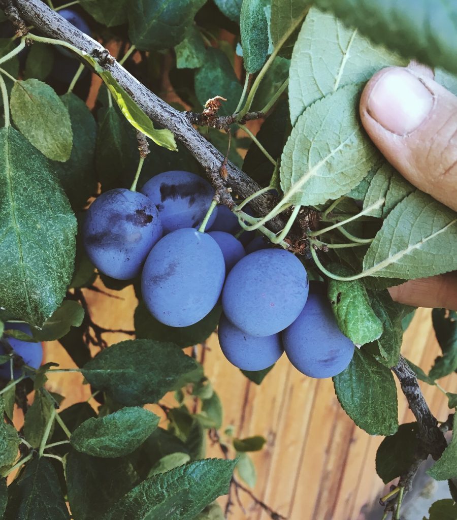 FruitShare plums FruitShare plums