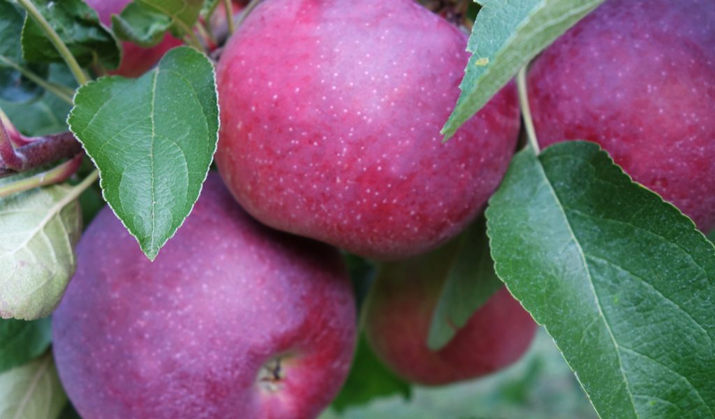 Macoun-apples@QQ.9-28-17-copy