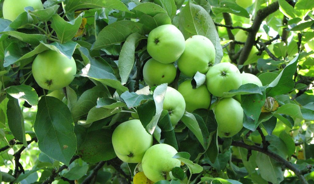 Types of Green Apples - Eat Like No One Else