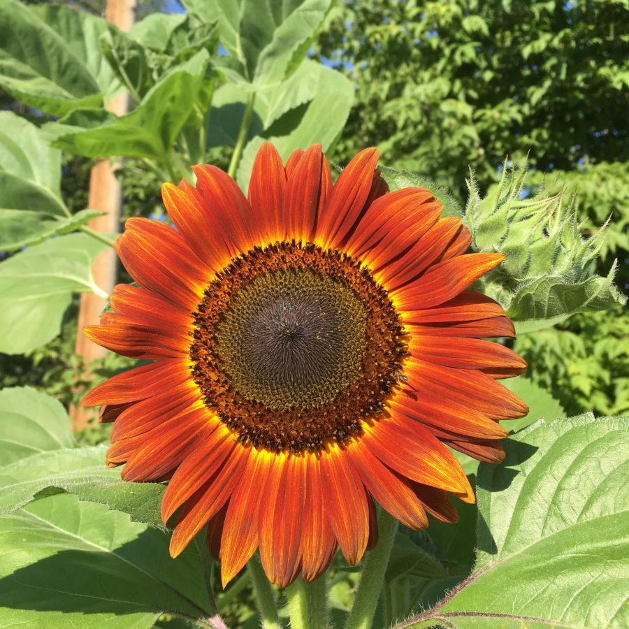 Sunflower at Jane’s garden