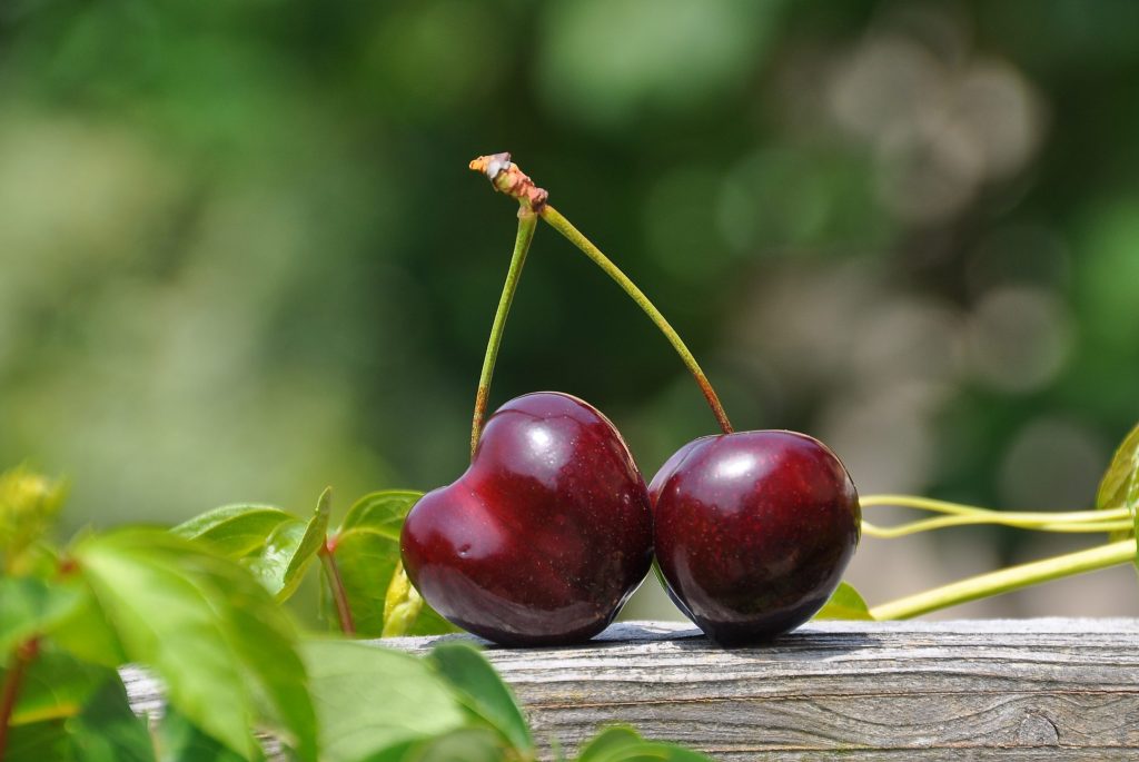 cherry fruit tree branch