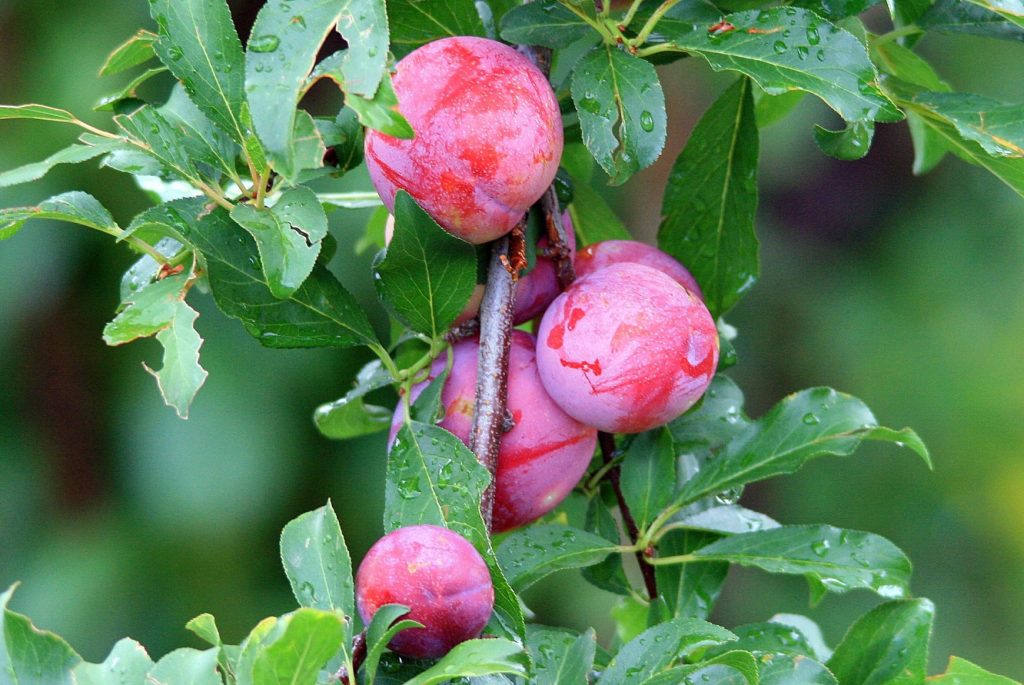 green plum fruit tree