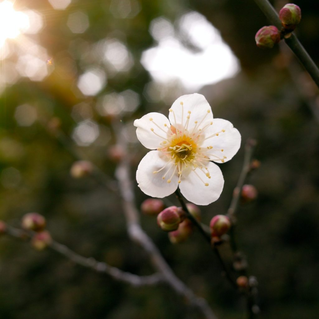 takemaru-hirai-BrNafJQdiWE-unsplash takemaru-hirai-BrNafJQdiWE-unsplash
