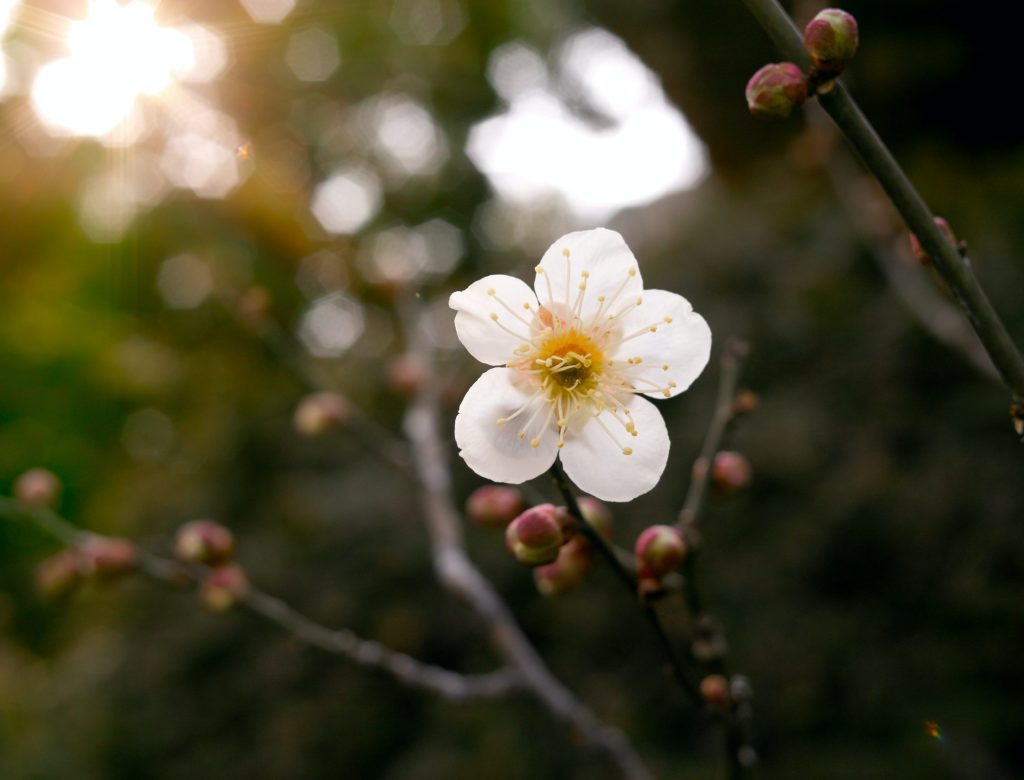 takemaru-hirai-BrNafJQdiWE-unsplash