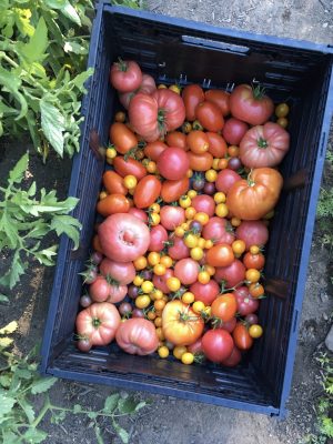 tomato harvest at Joanna;s tomato harvest at Joanna;s