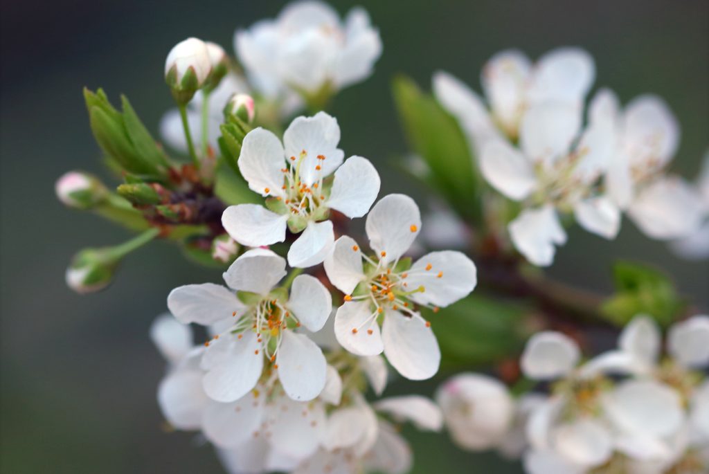 white-flowers-641560